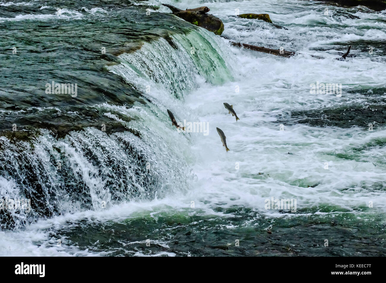 Jumping up waterfall hires stock photography and images Alamy