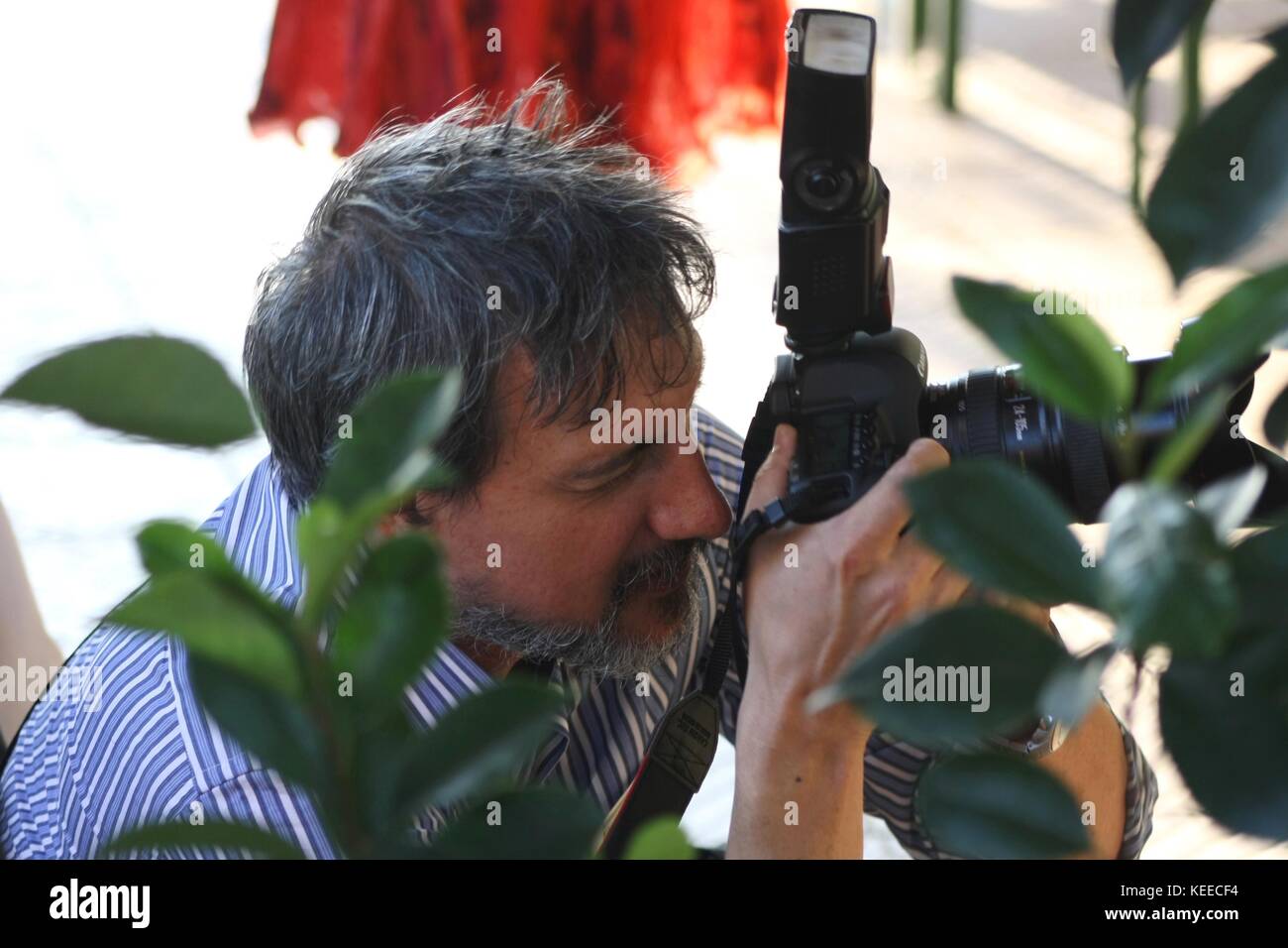 Photographer hidden in the bushes Stock Photo