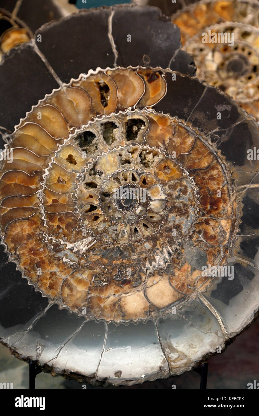 Fossil Ammonite (calcite and pyrite), Nature's Own (fossil and mineral store), Breckenridge, Colorado USA Stock Photo