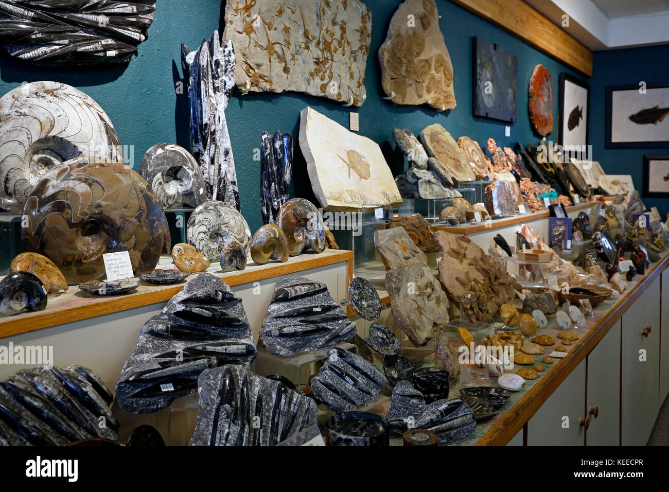 Fossils on display, Nature's Own (fossil and mineral store), Breckenridge, Colorado USA Stock Photo