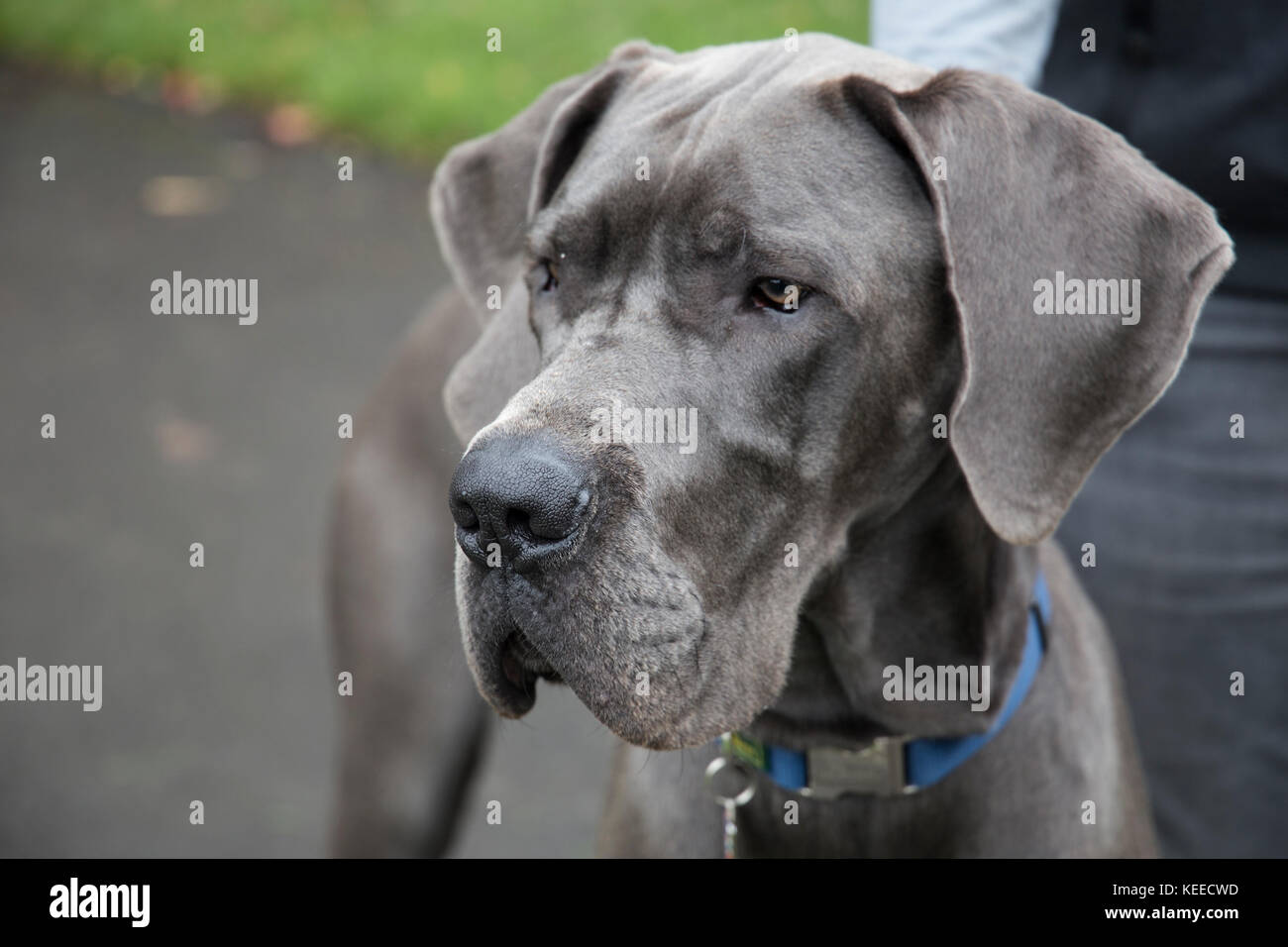 grey great dane