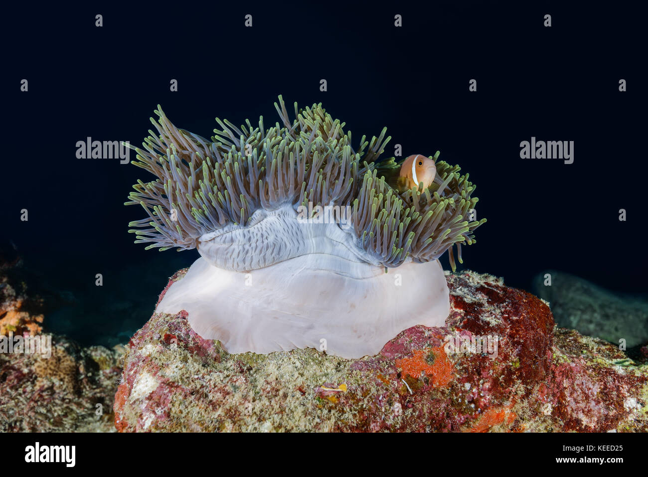 Maldive anemonefish (Amphiprion nigripes) swim near pink anemone Stock Photo