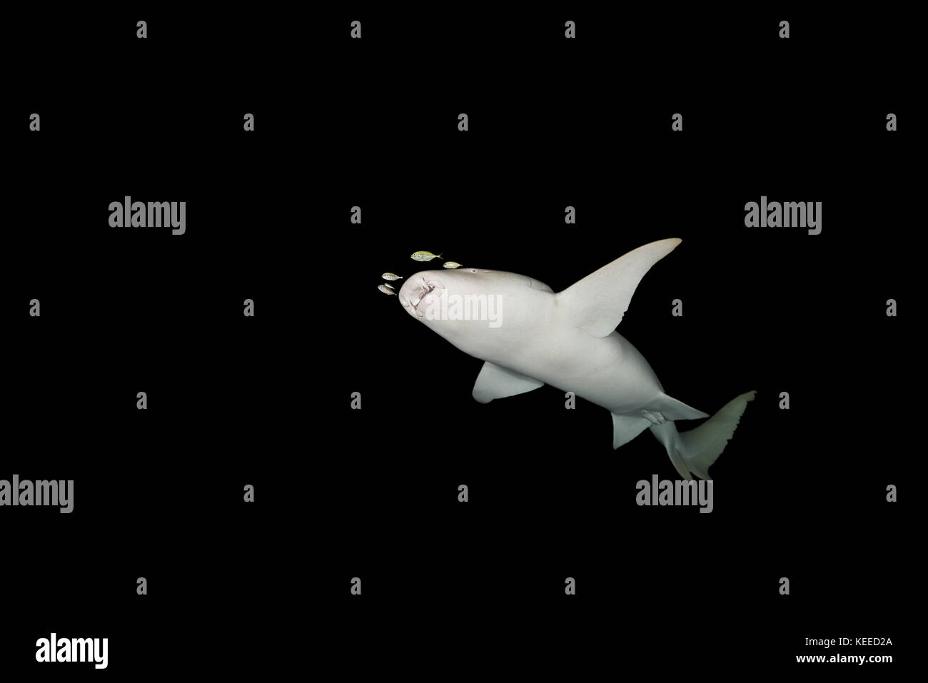Tawny nurse sharks (Nebrius ferrugineus) swims in the night Stock Photo