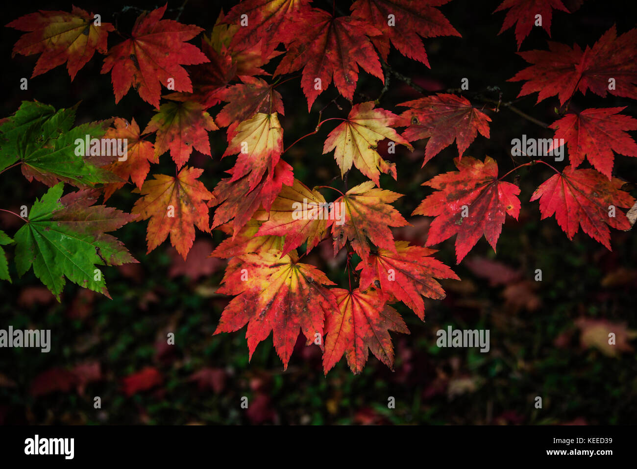 Westonbirt Arboretum Gloucestershire. Stock Photo