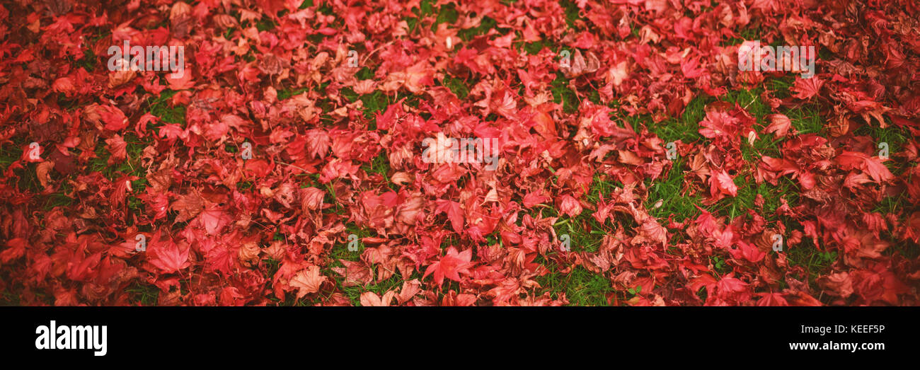 High angle view of autumn leaves on field Stock Photo - Alamy