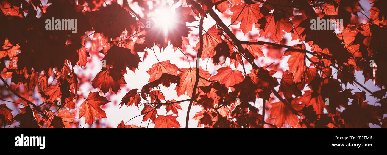Low angle view of maple tree against sky Stock Photo - Alamy