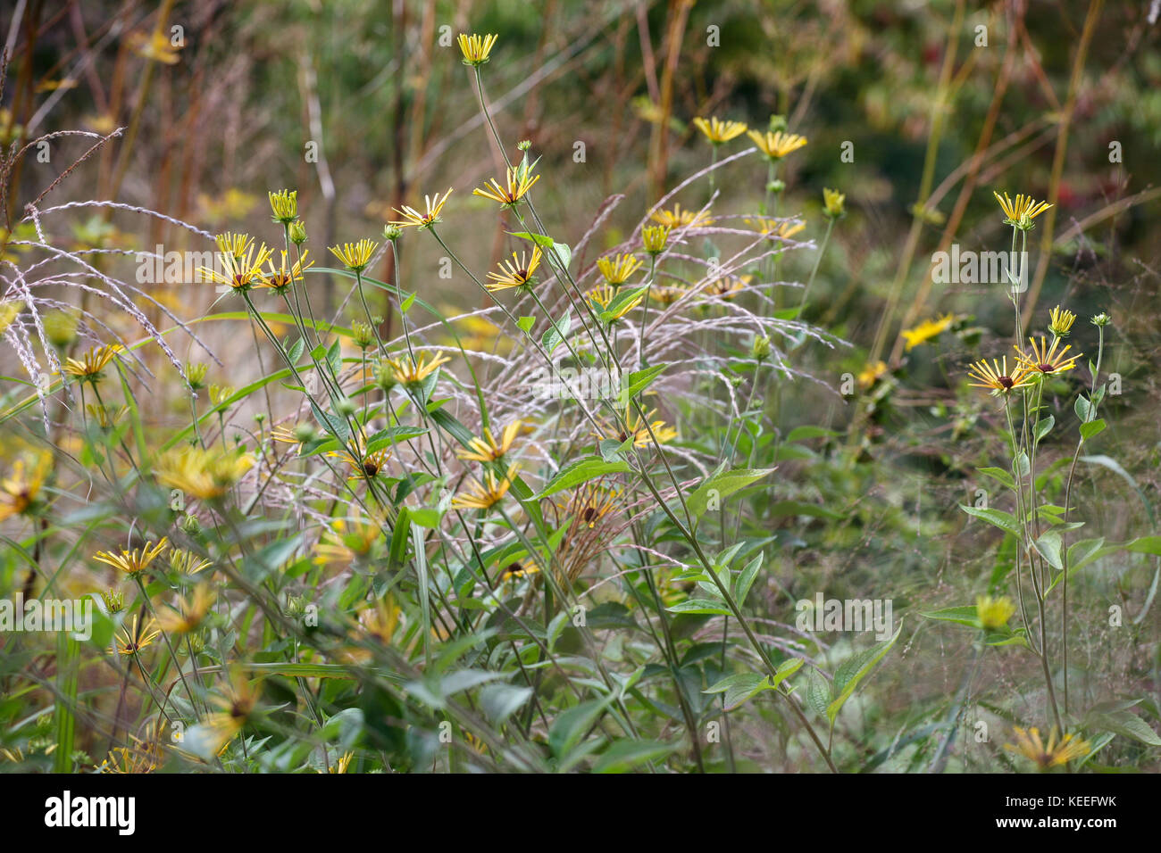 Rudbeckia Subtomentosa Henry Eilers High Resolution Stock Photography And Images Alamy