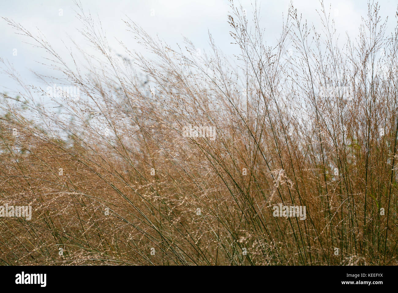 Molinia caerulea subsp. arundinacea 'Transparent' (purple moor-grass) flowering ornamental grass Stock Photo