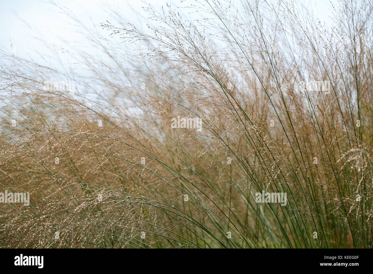 Molinia caerulea subsp. arundinacea 'Transparent' (purple moor-grass) flowering ornamental grass Stock Photo