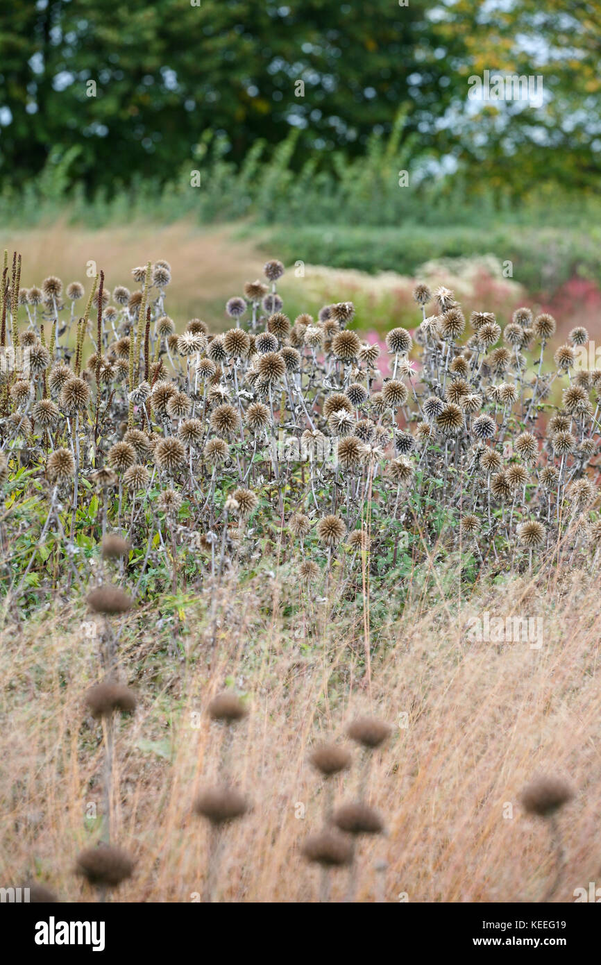 Echinops ritro seed heads in grasses, autumn interest in the garden Stock Photo