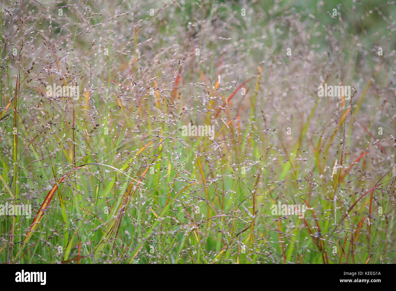 Panicum virgatum 'Shenandoah' / switch grass in autumn, with finely branching small delicate flowers Stock Photo