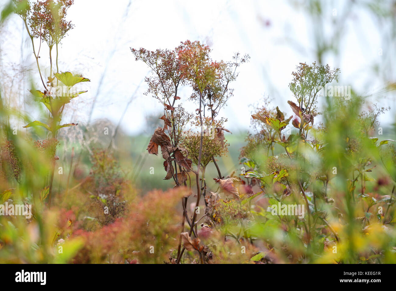 Filipendula rubra 'Venusta' starting to die back in autumn Stock Photo
