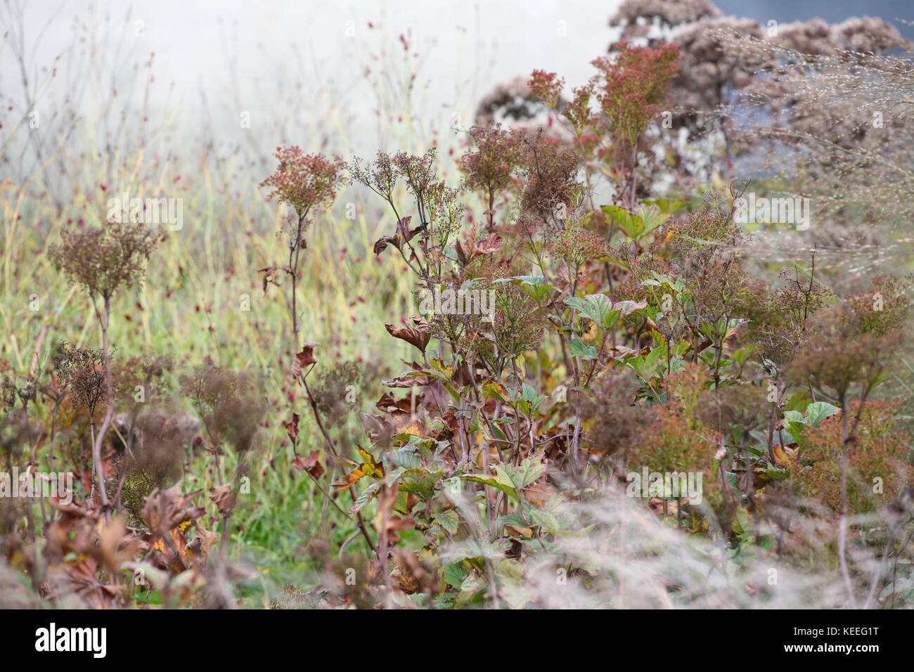 Filipendula rubra 'Venusta' starting to die back in autumn Stock Photo