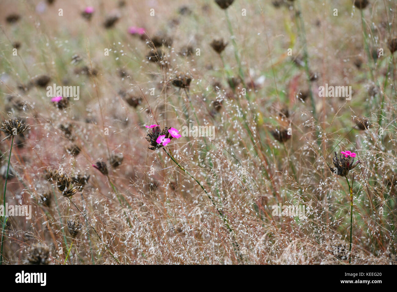 Dianthus carthusianorum flowering in amongst grasses, late summer / autumn Stock Photo