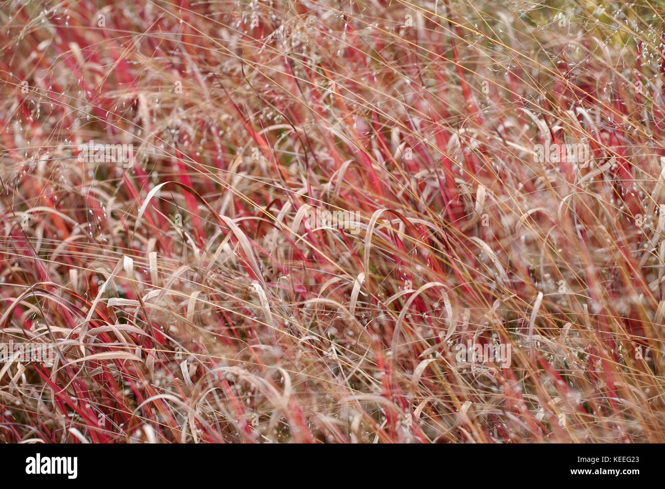 Panicum virgatum 'Shenandoah' in autumn Stock Photo