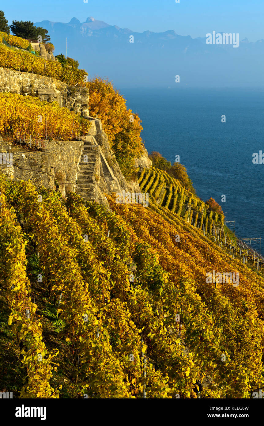 Vineyards in steep terrace cultivation rising above Lake Geneva in the Lavaux wine-growing area, Rivaz, Vaud, Switzerland Stock Photo