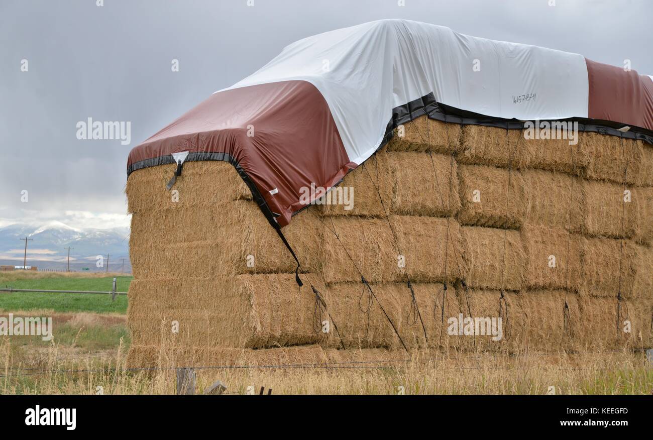 Square hay bales with tarpulin cover for protection from weather Stock Photo