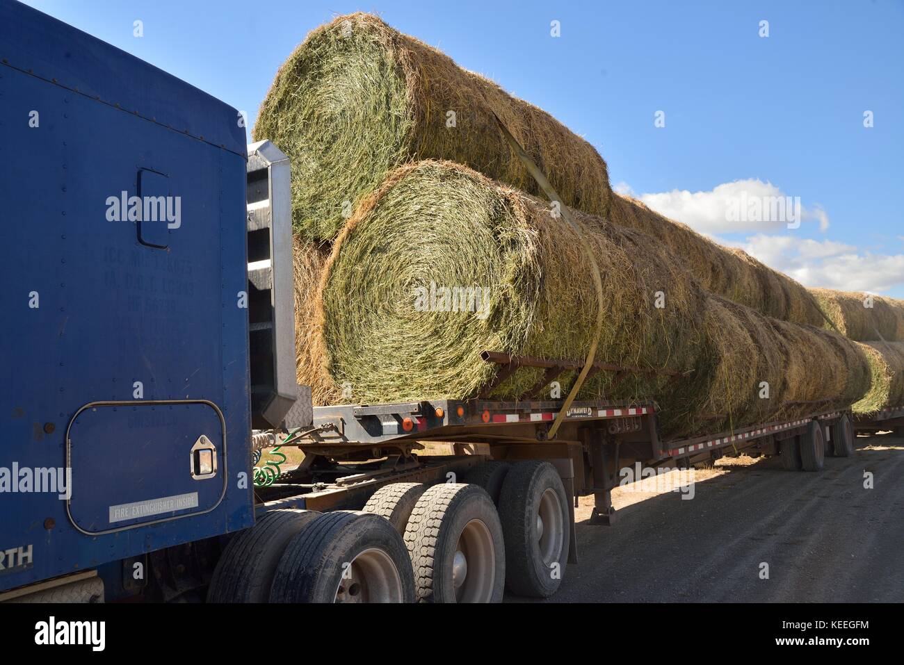 Round Bales of Hay, ready for transport Stock Photo