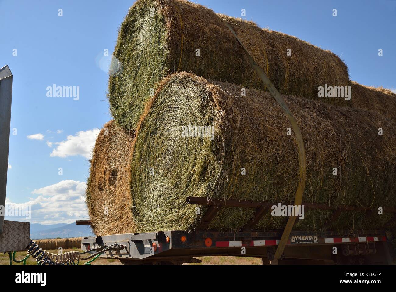 Round Bales of Hay, ready for transport Stock Photo