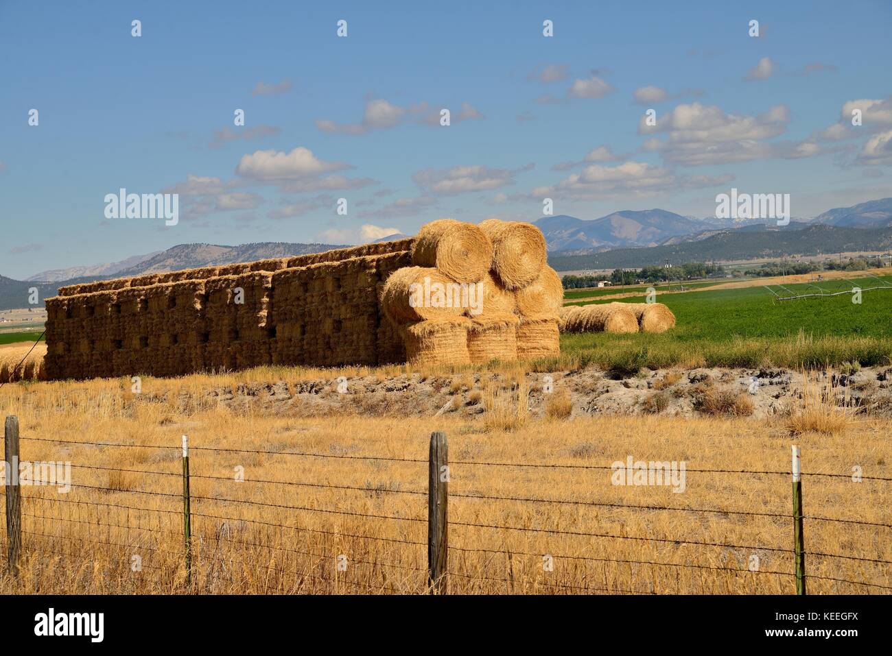 Round Hay Bales in fallow pasture Stock Photo