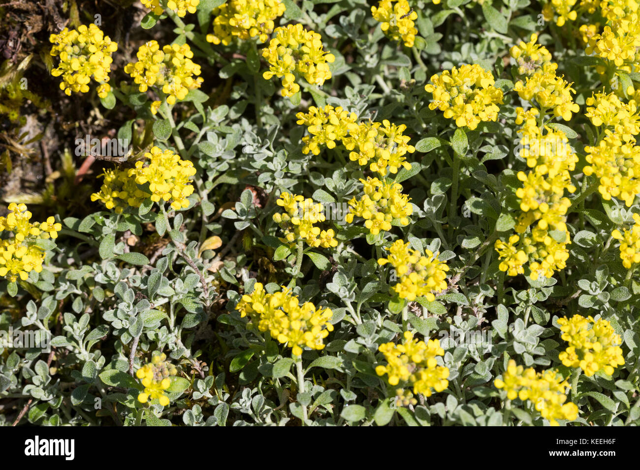 Alpen-Steinkraut, Alpensteinkraut, Alyssum alpestre, alpine madwort, Passerage alpestre, Alysson alpestre Stock Photo