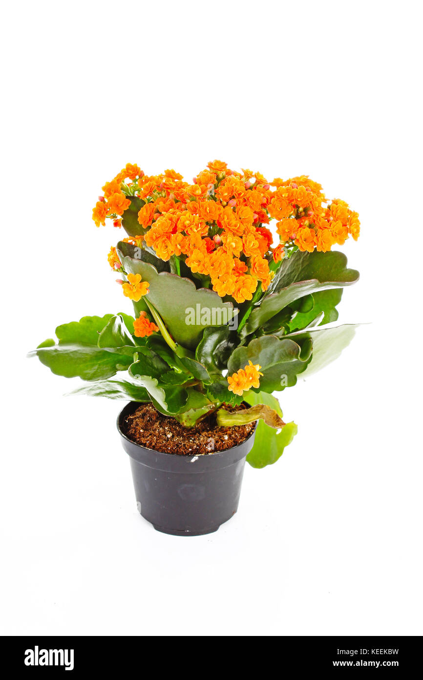 Little orange flowers of rubiaceae tree. Orange flower plant. Cluster