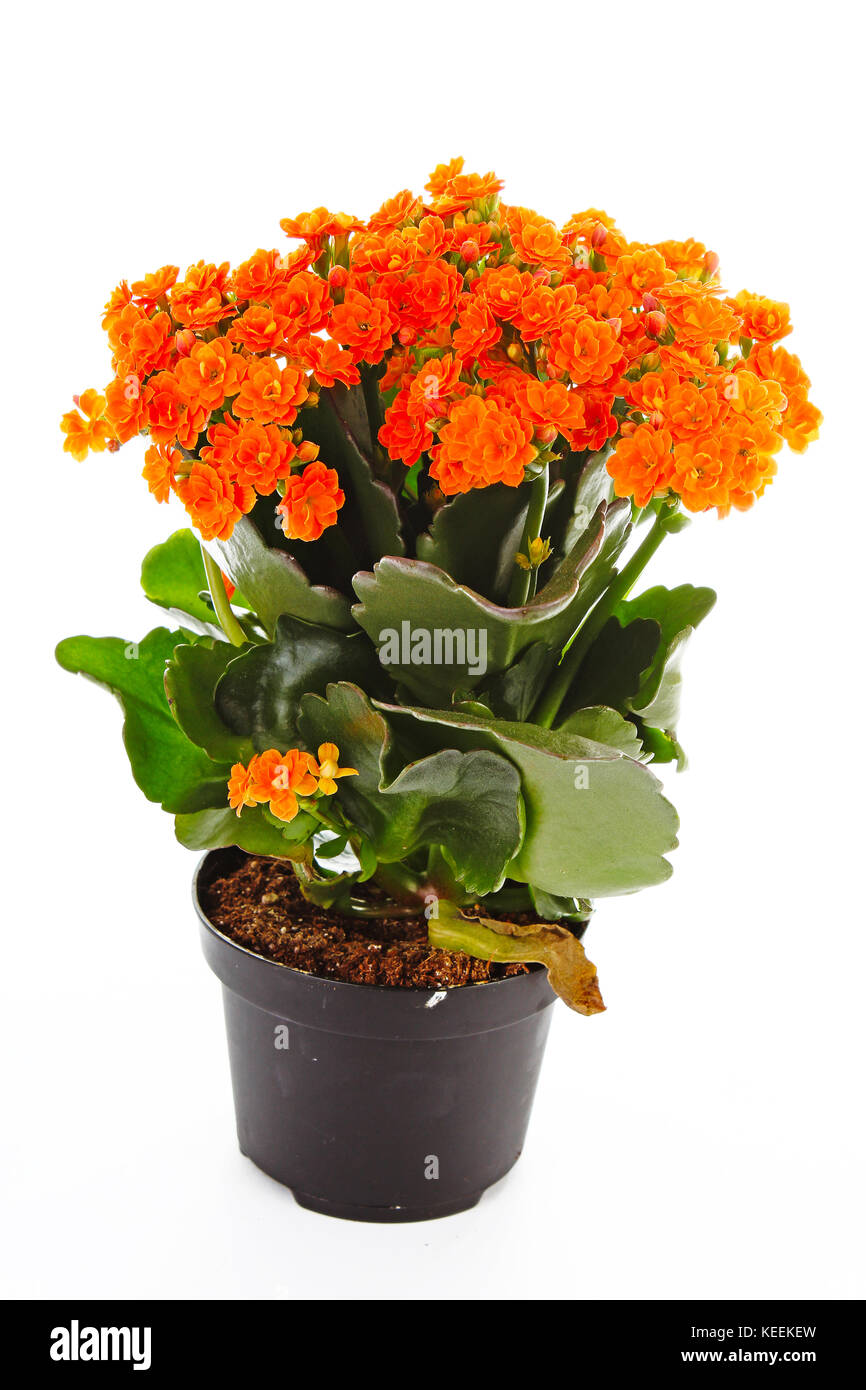 Little orange flowers of rubiaceae tree. Orange flower plant. Cluster