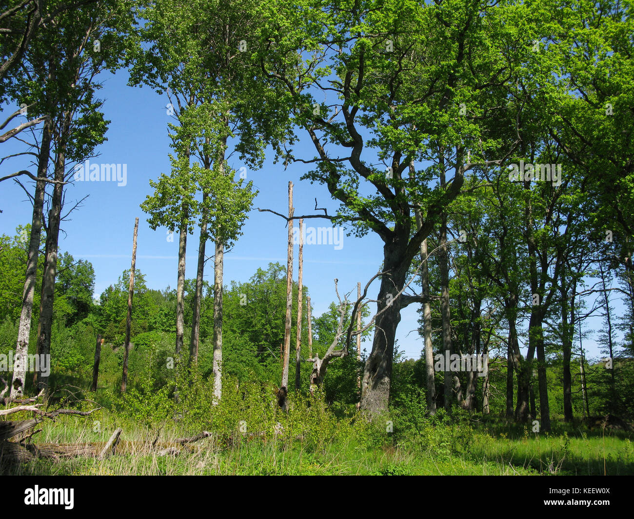 SPARREHOLM Sörmlands Protected oak forest as nature area 2017 Stock Photo