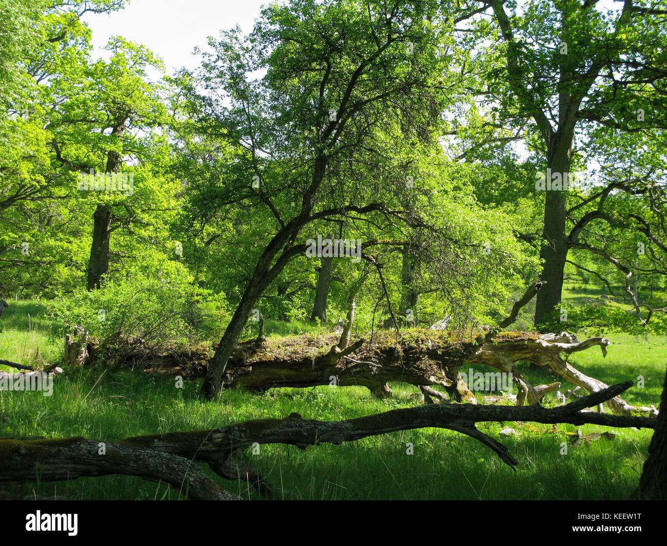SPARREHOLM Sörmlands Protected oak forest as nature area 2017 Stock Photo