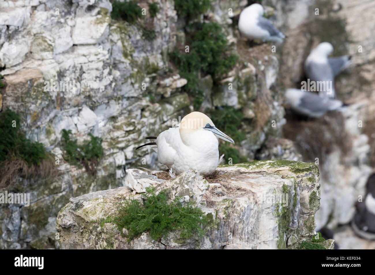 Wildlife : Gannets at Bempton Cliffs. (Morus bassanus). Stock Photo