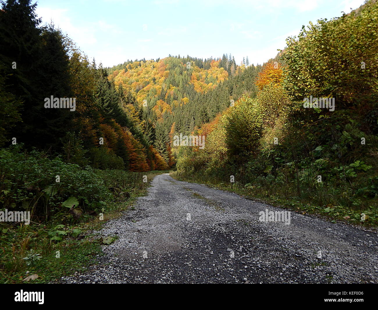 Forest gravel road - autumn, Forest stone path, Gravel road with autumn ...
