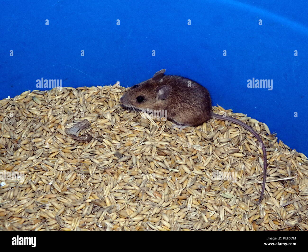 House mouse and oats,(Mus musculus Stock Photo Alamy