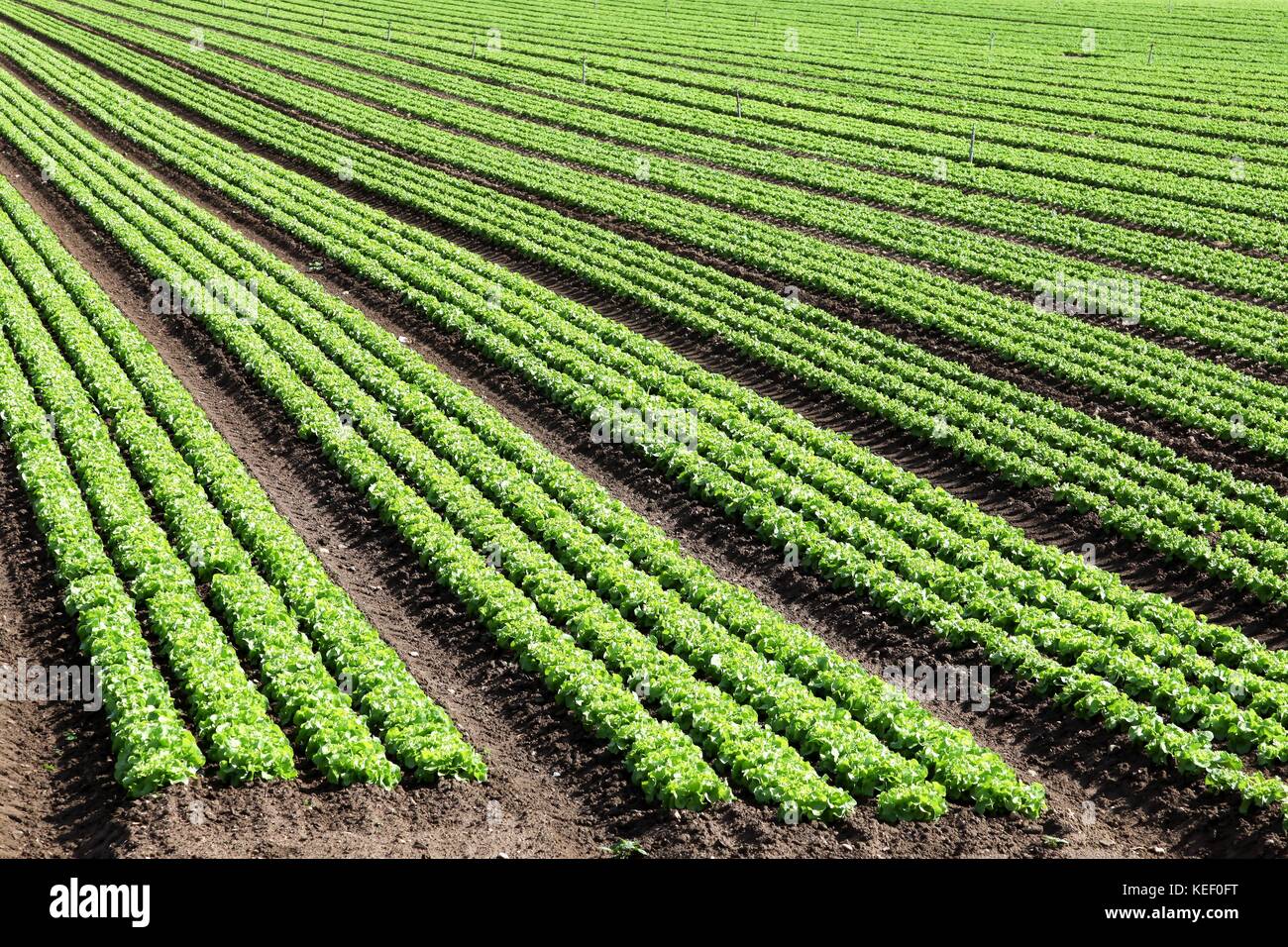 Lettuce field in France Stock Photo Alamy