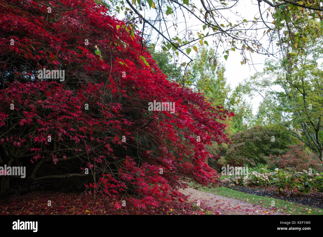 Savill Garden, Englefield Green, UK. 20th Oct, 2017. A display of magnificent red autumn leaves on an Acer Sieboldiana Momiji Gasa at Savill Garden in Windsor Great Park. Credit: Mark Kerrison/Alamy Live News Stock Photo