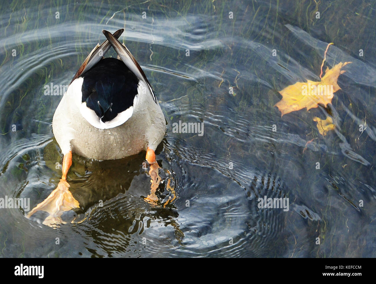 dpatop A duck enjoys the sun in the Brigach river in Donaueschingen