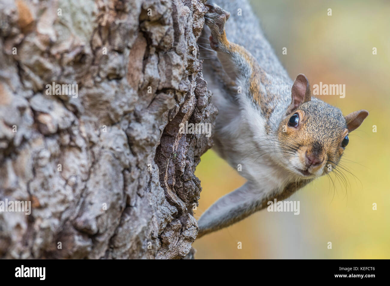 Clapham Common, London, UK. 21st Oct, 2017. UK Weather. An inquisitive squirrel shelters in the lee of a tree - A windy autumn day provides a good backdrop for walkers and joggers alike. Credit: Guy Bell/Alamy Live News Stock Photo