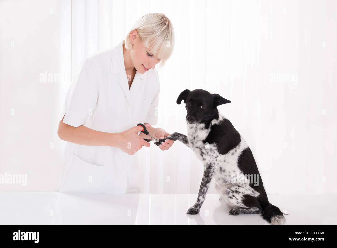 Picture of Young Female Vet Trimming Dog's Toenail In Clinic Stock Photo - Alamy
