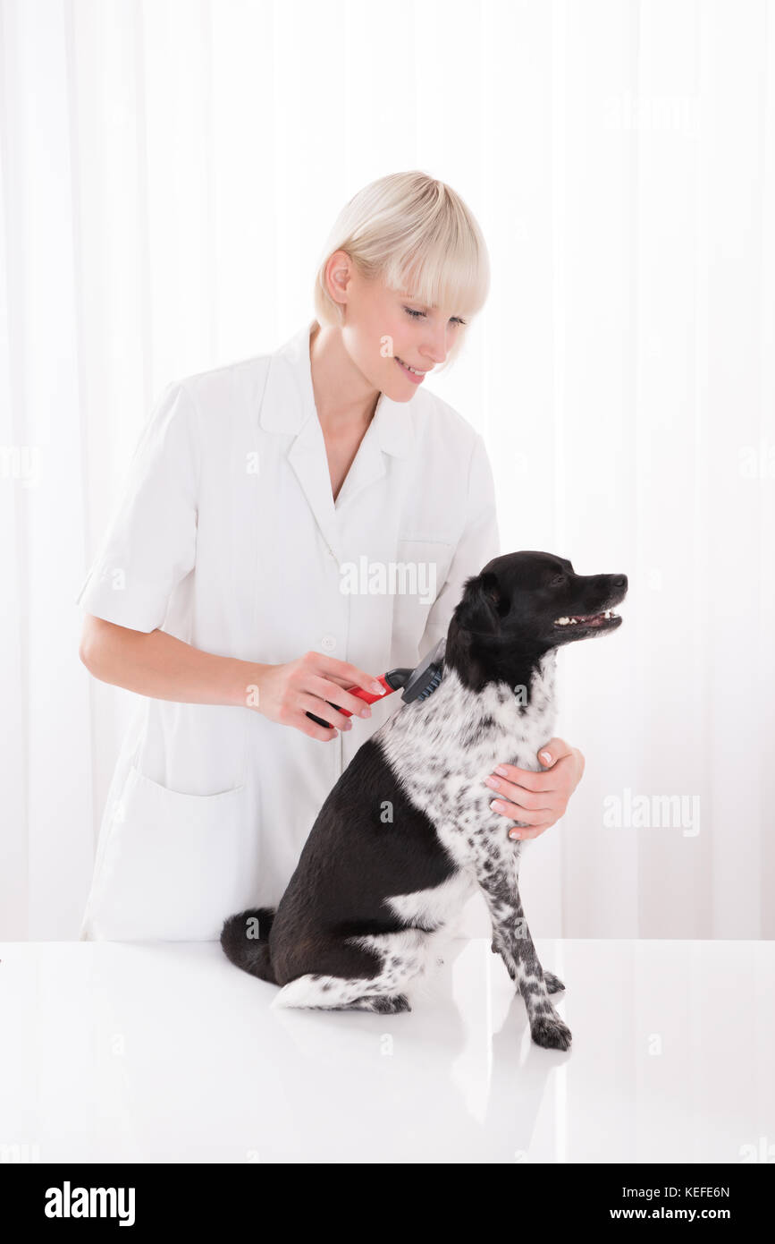 Young Happy Female Vet Grooming Dog's Hair Stock Photo Alamy