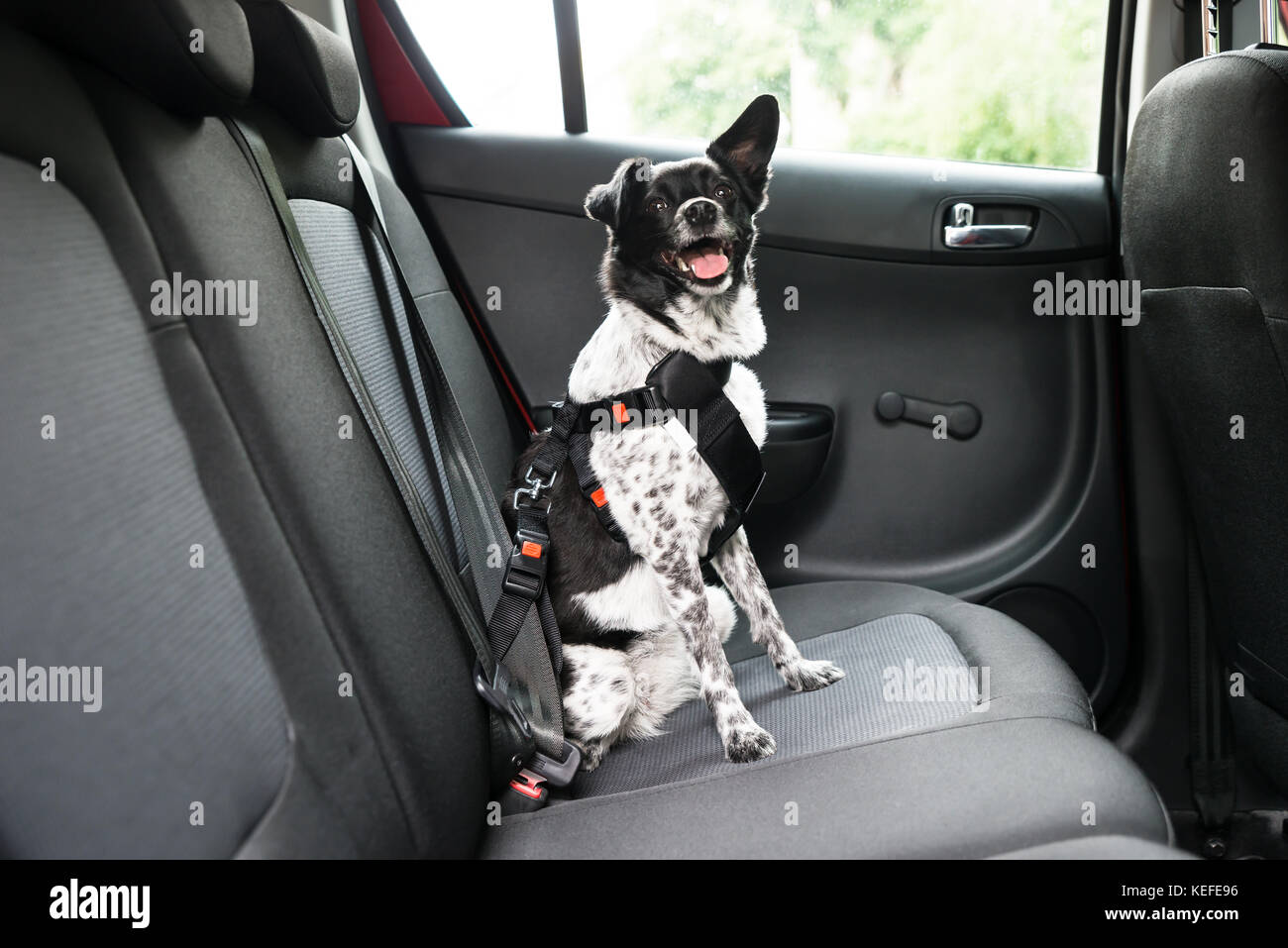 Dog With Sticking Out Tongue Sitting In A Car Seat Stock Photo