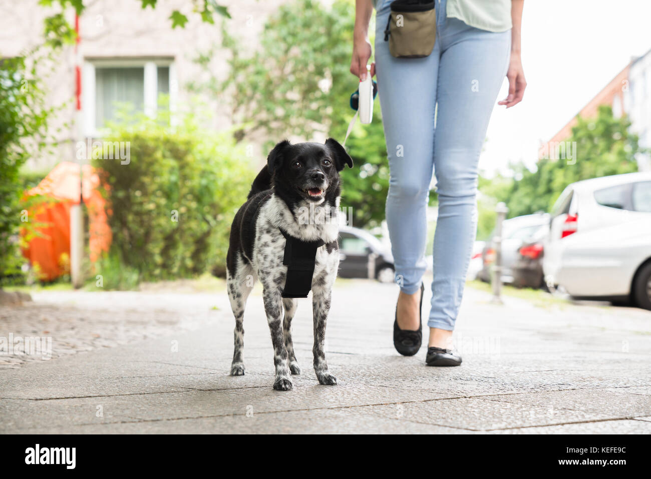 Young Woman Walking With Her Dog On Street Stock Photo - Alamy