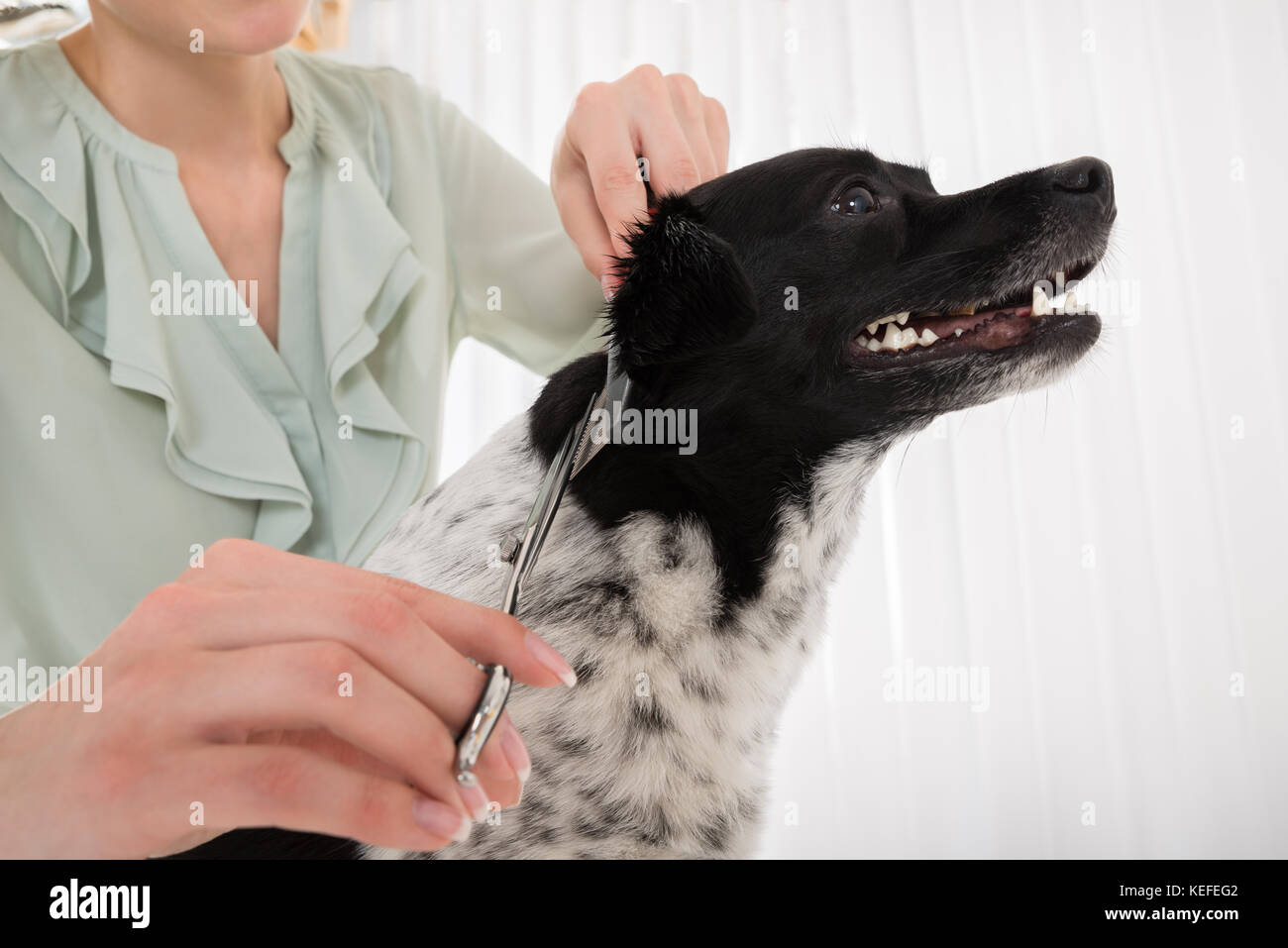 Young Woman Using Scissor And Comb For Cutting Hair Of Dog Stock Photo