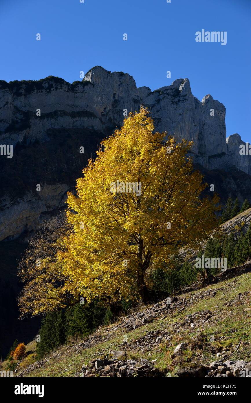 Autumnal Tree, Alpstein, Kanton Appenzell Innerrhoden, Switzerland Stock Photo