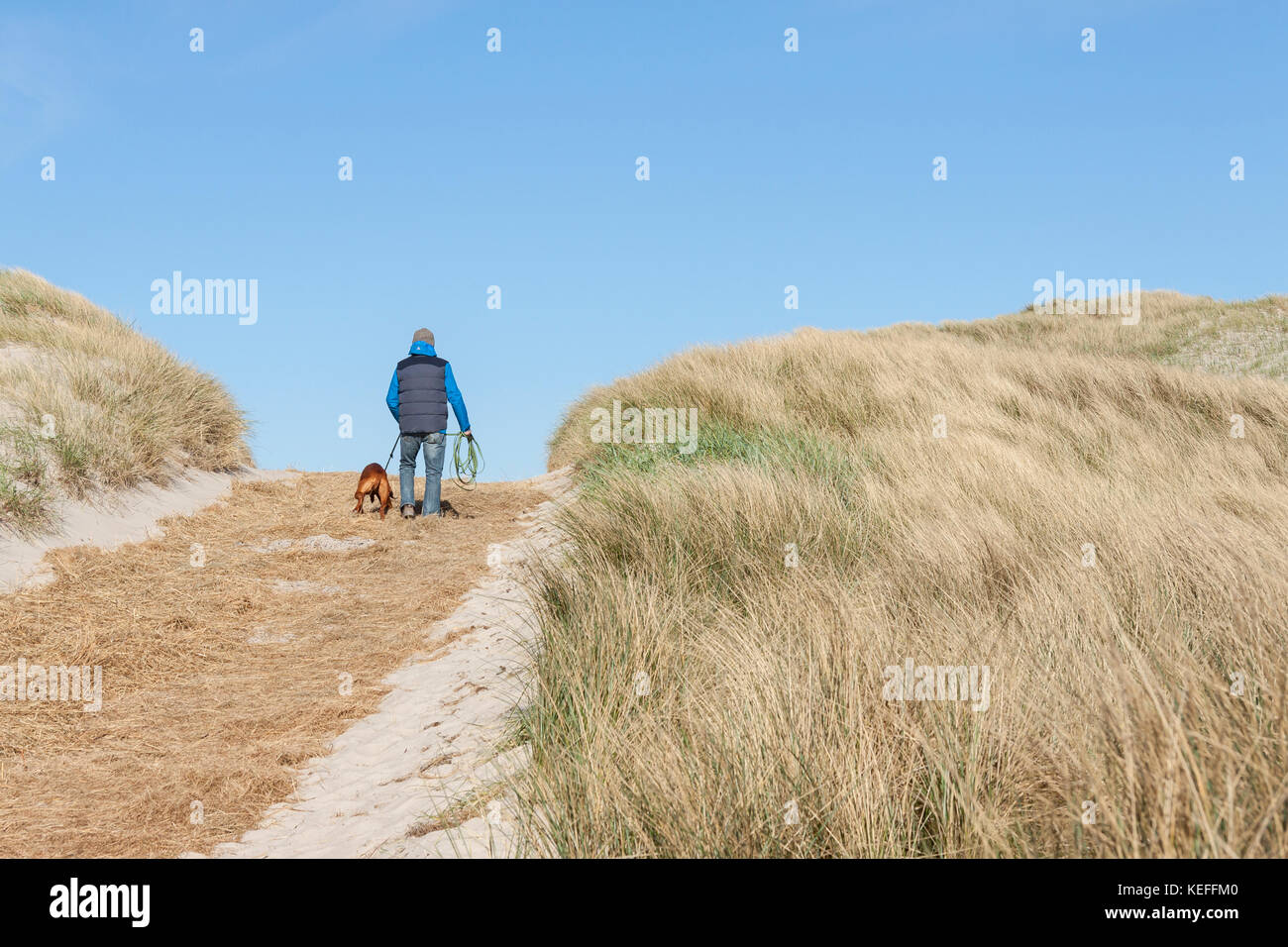 Walking with a dog in Holmsland Klit Denmark, Europe Stock Photo Alamy
