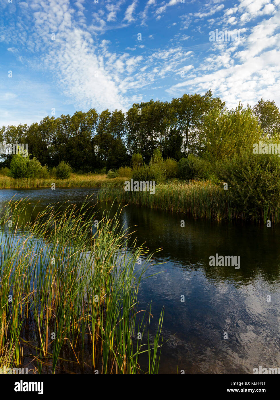 Wildlife pond at Mercia Marina a large inland marina on the Trent and Mersey Canal near Willington in south Derbyshire England UK Stock Photo