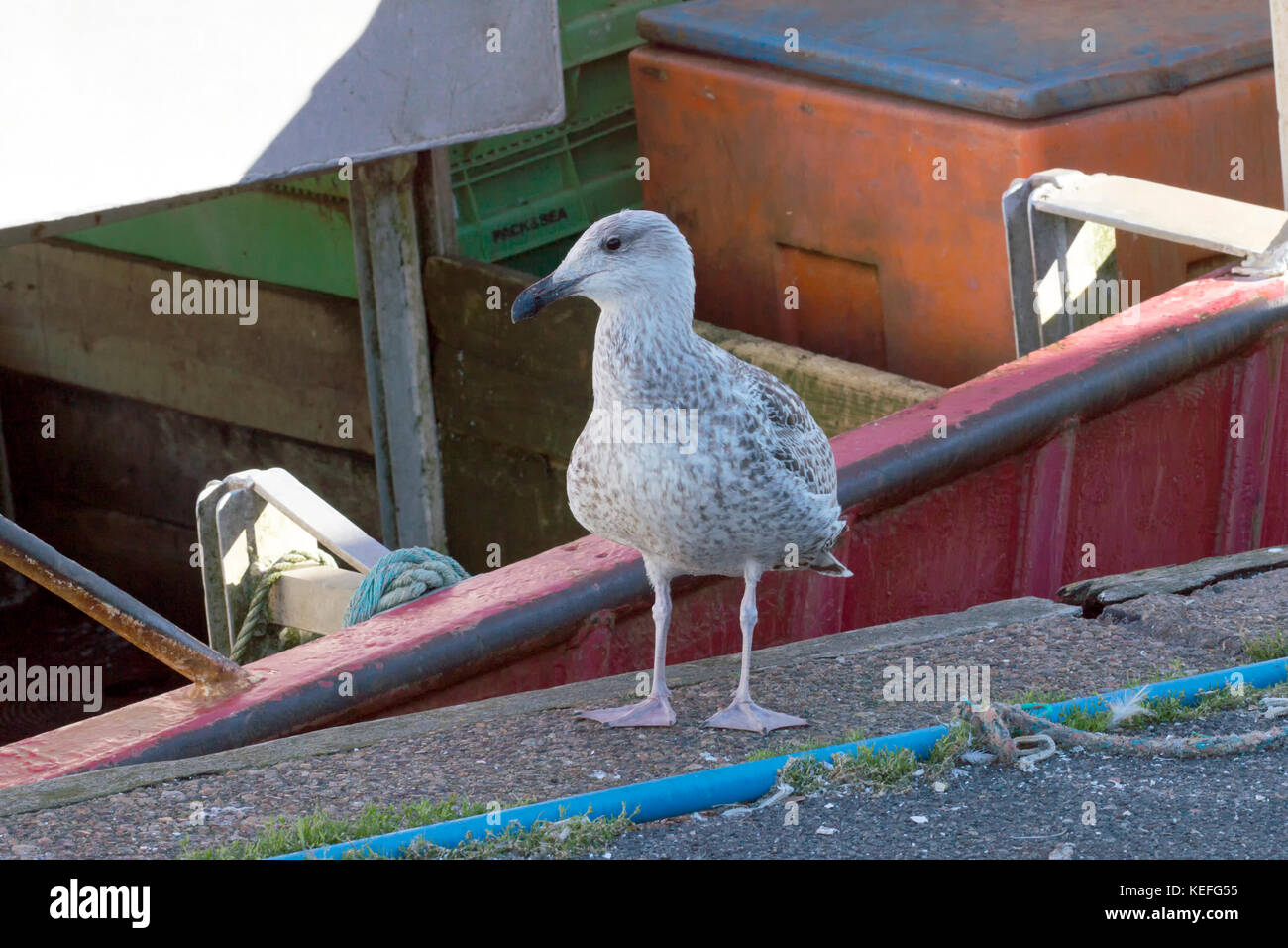 Seagulls in the harbor Denmark Stock Photo