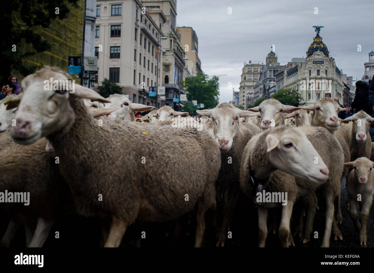 Hundreds of sheep walk through Madrid on the Feast of Transhumance, in spanish Fiesta de la Trashumacia. Credit: Alamy / Carles Desfilis Stock Photo