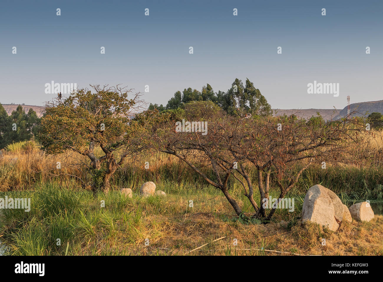African trees with sunset. Lubango. Angola Stock Photo Alamy