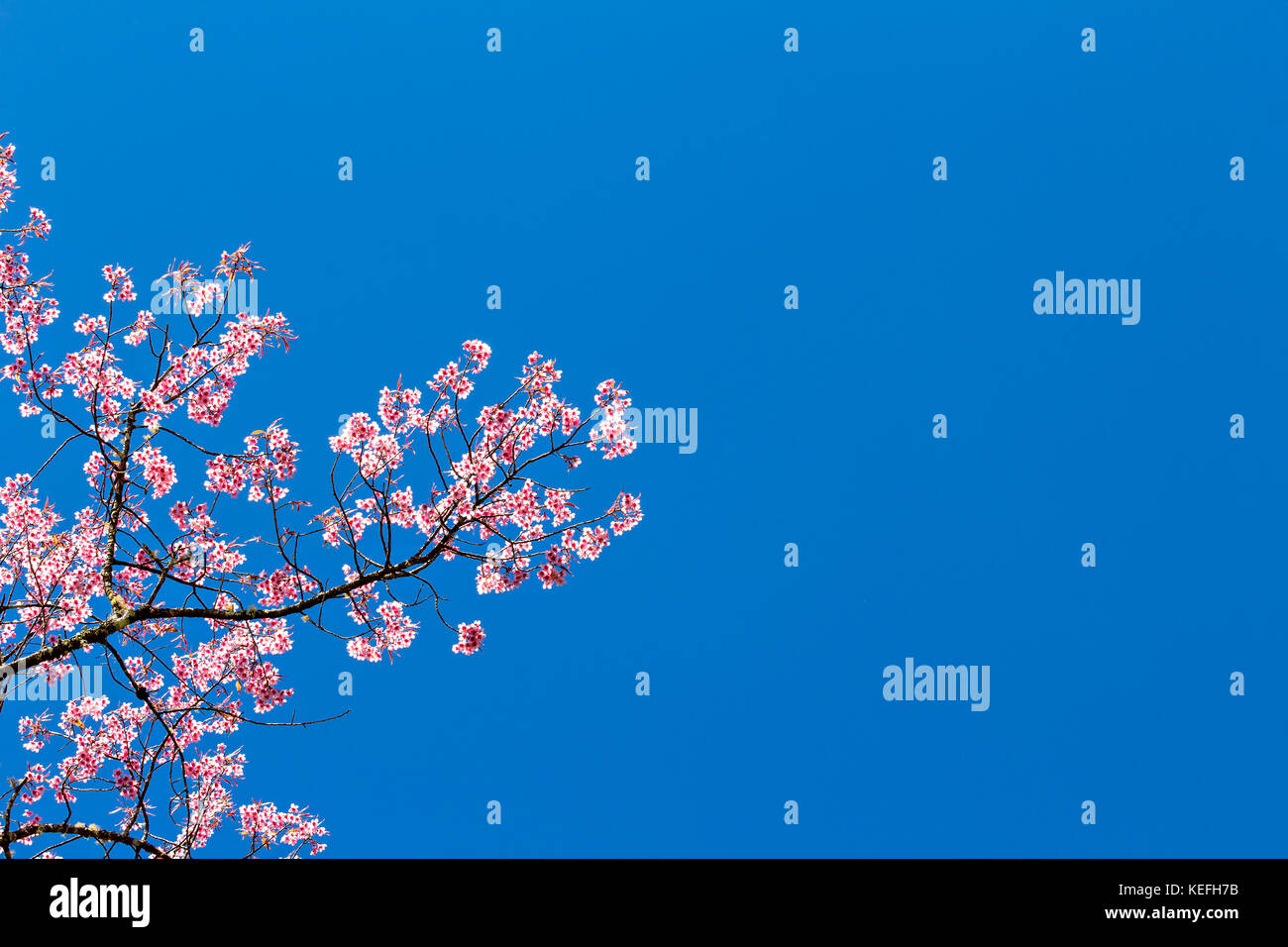 Beautiful cherry blossom or sakura with nice blue sky Stock Photo - Alamy