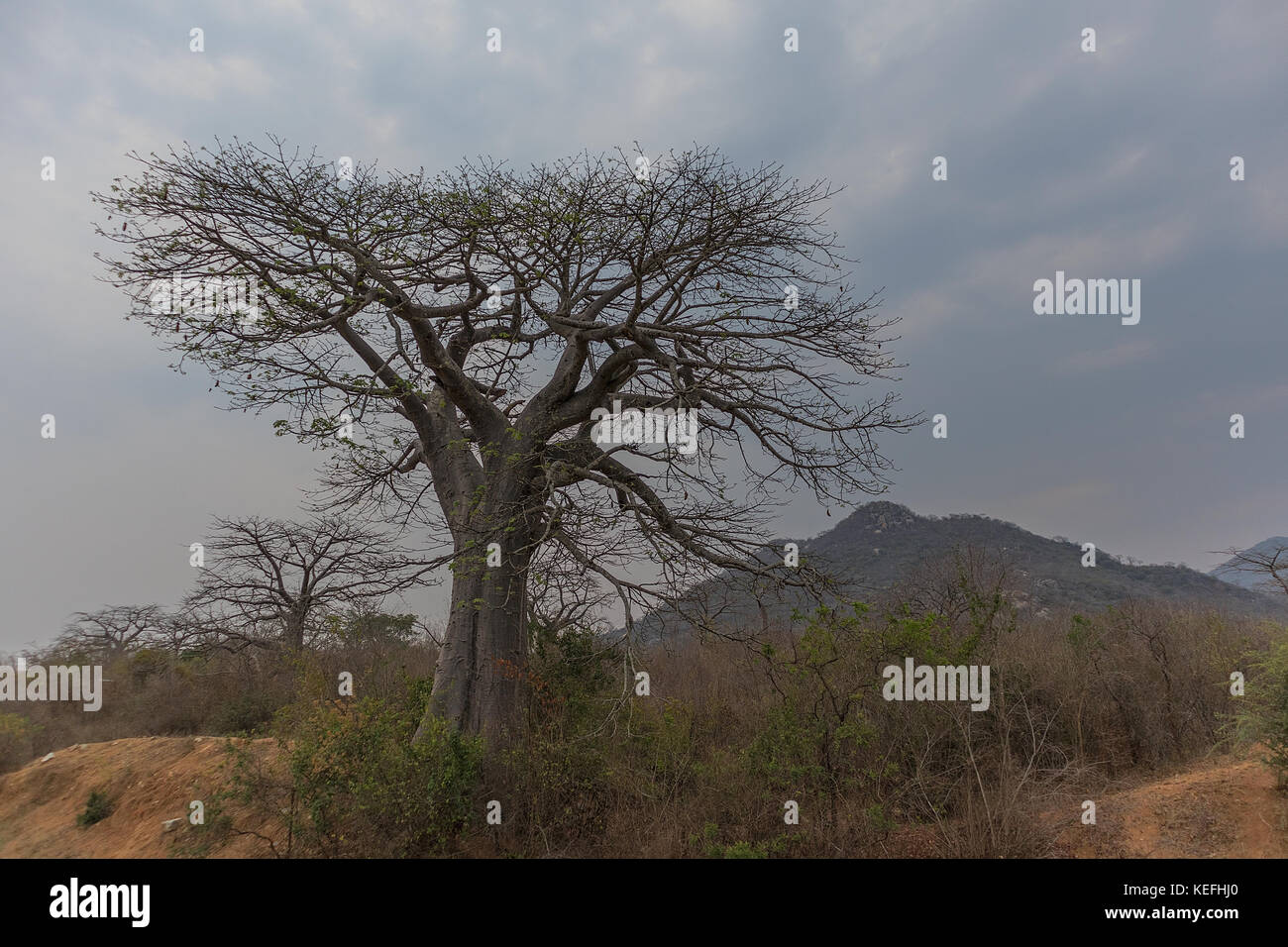 Famous tree of africa. Baobab. Angola Stock Photo Alamy