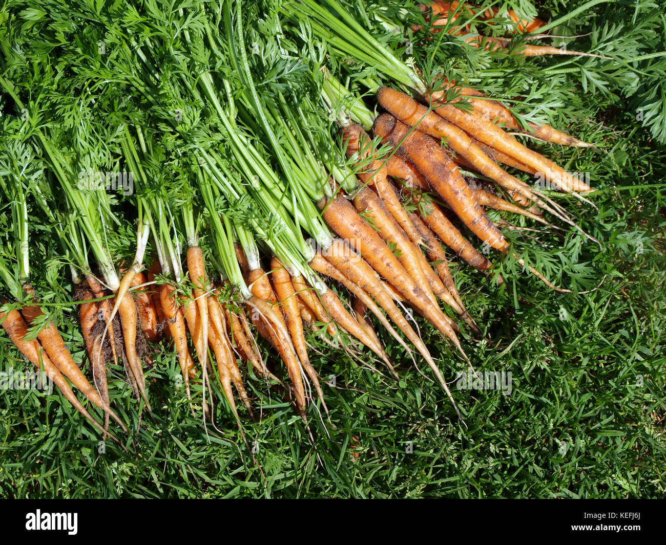 Bunch of first young carrots, close up Stock Photo - Alamy
